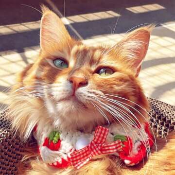 Cat Collar Breakaway Kitten Collar with Cute Bow Tie and Strawberry Pattern Comfortable for Kitty and Some Puppies (S)