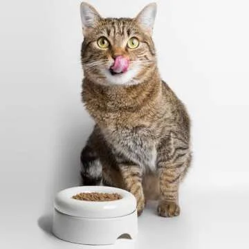 CatGuru Cat Food Bowl, Ceramic Cat Bowls, No Spill Cat Bowl, Whisker Stress Free Cat Food Bowls, Non Skid Cat Bowls for Food and Water (Torus - Set of Two, White)