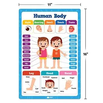 20 Classroom Educational Posters For Preschoolers Toddlers Kindergarten Elementary - 16" x 11" - 20pcs - Learning Posters For Wall