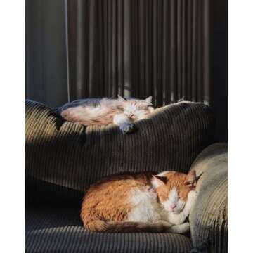 LAIDANLA Black Obsidian Sleeping Cat Statue Healing Crystals Hand Carved Cute Kitten Figurine Sculpture 1.6" Glossy Gemstone Decor Polished Stone Reiki Office Room Bedroom Desk Home Decoration Gifts