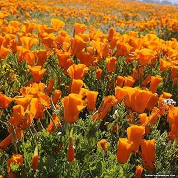Orange California Poppy Seeds, Bulk Pack of 8 Oz, 150,000+ Seeds by Seeds2Go