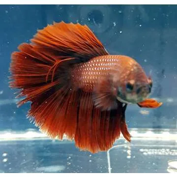 Betta Splendens Siamese Male Fighting Fish - Assorted Colors | Live Tropical Aquarium Fish