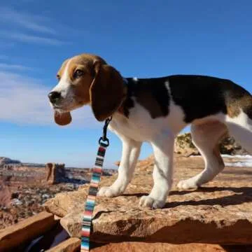 Wolfgang Heavy Duty, Adjustable Dog Collar with Quick Release Nylon Buckle for Walking & Training, LostArt Print, Medium