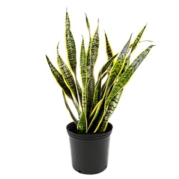 American Plant Exchange Snake Plant for Easy Home Decor