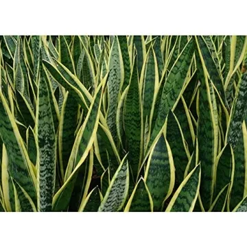 American Plant Exchange Snake Plant for Easy Home Decor