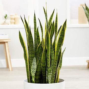 American Plant Exchange Snake Plant for Easy Home Decor