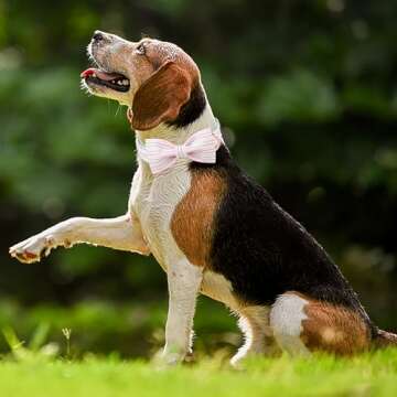 MR. CHUBBYFACE Pink Dog Collar, Cute Dog Collar with Bowtie, Summer Adjustable Girl Boy Collar with Metal Buckle, Durable Collars for Small Medieum Large Dogs