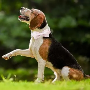 MR. CHUBBYFACE Pink Dog Collar, Cute Dog Collar with Bowtie, Summer Adjustable Girl Boy Collar with Metal Buckle, Durable Collars for Small Medieum Large Dogs