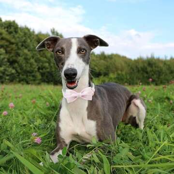 MR. CHUBBYFACE Pink Dog Collar, Cute Dog Collar with Bowtie, Summer Adjustable Girl Boy Collar with Metal Buckle, Durable Collars for Small Medieum Large Dogs