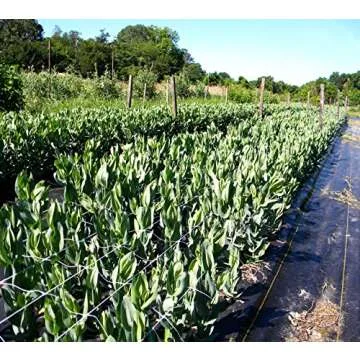 Tenax 100522969 Hortonova Plant Trellis Net for Garden Support