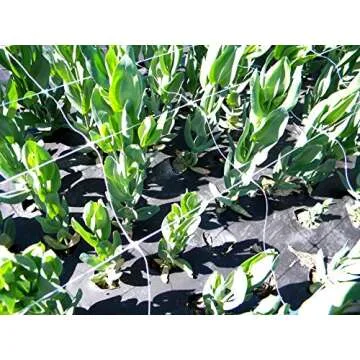 Tenax 100522969 Hortonova Plant Trellis Net for Garden Support