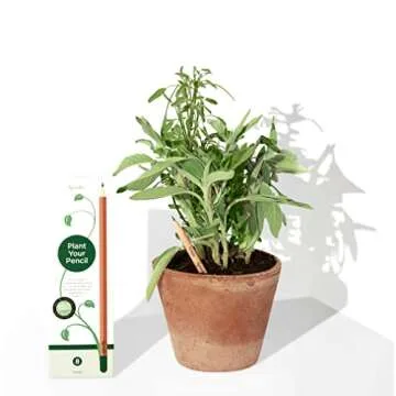 Sprout Wood-Cased Pencils | Colored & Graphite | Mix Edition | HB Pre-Sharpened Plantable Wooden Pen...