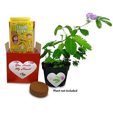 Valentine's Day TickleMe Plant Gift Kit - You Tickle My Heart - Grow The Playful Plant That Closes its Leaves When Tickled or Kissed! Adult Plants can Produce Sparkling Pink Flowers. Complete kit.