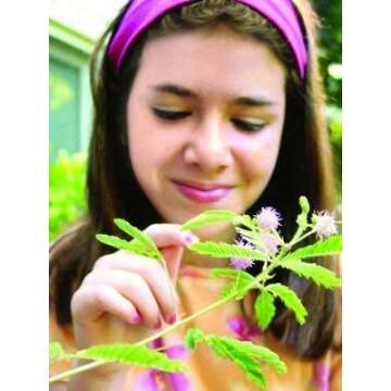 Valentine's Day TickleMe Plant Gift Kit - You Tickle My Heart - Grow The Playful Plant That Closes its Leaves When Tickled or Kissed! Adult Plants can Produce Sparkling Pink Flowers. Complete kit.