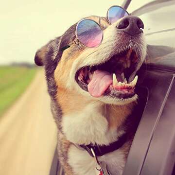 7 Pieces Sunglasses for Cats Dog Sunglasses Gold Chain Costume Funny Cute Cat Glasses Retro Pet Cosplay (Vivid Colors, Lovely Style)