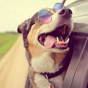 7 Piece Pet Sunglasses Set for Cats and Dogs