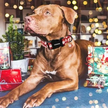 DogWONG Christmas Red Santa Dog Collar for Stylish Pets