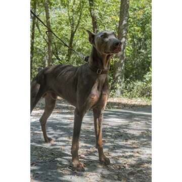 Country Brook Petz Martingale Dog Collar - Heavy-Duty Training Collar with No Buckle - Service Dog Collar for All Pups - Vibrant, Colorful Collection (Brown, 1 Inch, Large)