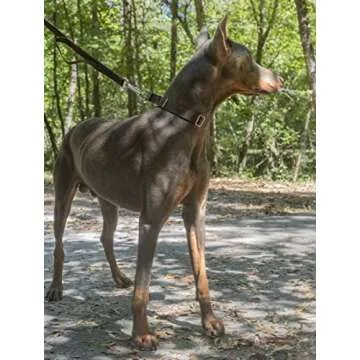 Country Brook Petz Martingale Dog Collar - Heavy-Duty Training Collar with No Buckle - Service Dog Collar for All Pups - Vibrant, Colorful Collection (Brown, 1 Inch, Large)