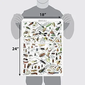 Vintage Insect Posters Set of 2 Laminated Educational Prints