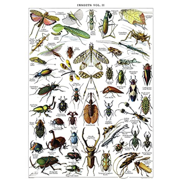 Vintage Insect Posters Set of 2 Laminated Educational Prints