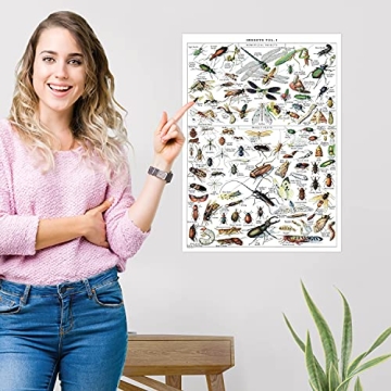 Vintage Insect Posters Set of 2 Laminated Educational Prints