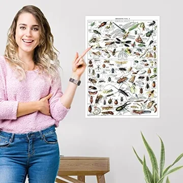 Vintage Insect Posters Set of 2 Laminated Educational Prints