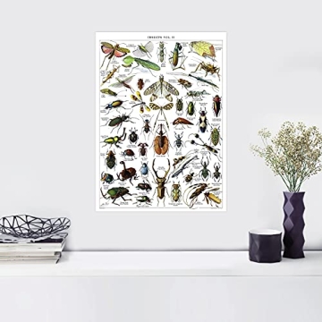 Vintage Insect Posters Set of 2 Laminated Educational Prints