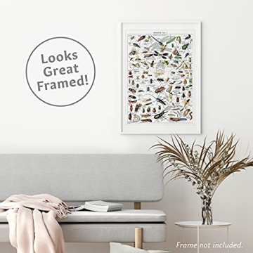 Vintage Insect Posters Set of 2 Laminated Educational Prints