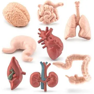 8pcs Mini Human Body Model Set for Kids - Anatomy Learning