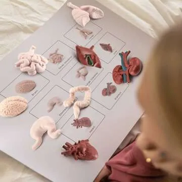 Mini Human Body Anatomy Model Set for Kids