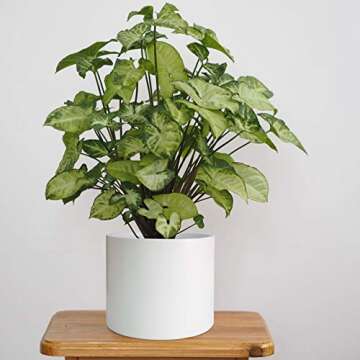 Planter Pot with Drainage Hole, Fiberclay Pot for Indoor Outdoor, White, Medium/11 Inch, 96-F-1-M