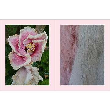 Beige Is Not a Color: The Full-Spectrum World of Carlos Mota