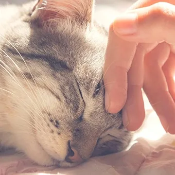 CAT HOUSE - Comfortable Indoor Pet Tent by PETMAKER