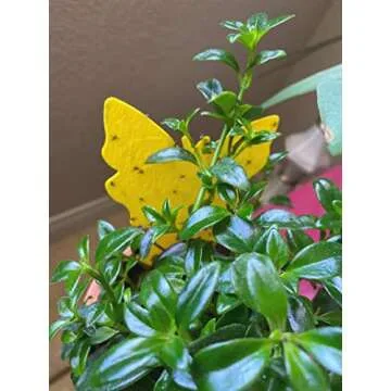 Faicuk Butterfly Sticky Traps for Plants - 20 Pack