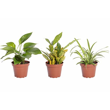 Shop Succulents | Standing Collection of Live Indoor/Outdoor House Plants Hand Selected, Mixed Bundl...