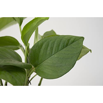 Live Indoor/Outdoor House Plants Collection – Air Purifying 3-Pack