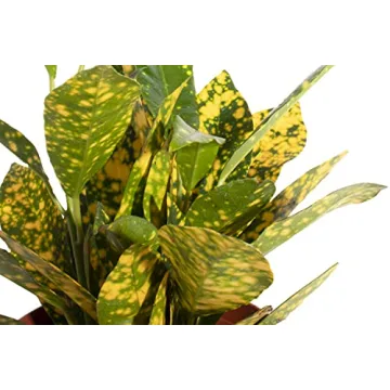 Live Indoor/Outdoor House Plants Collection – Air Purifying 3-Pack