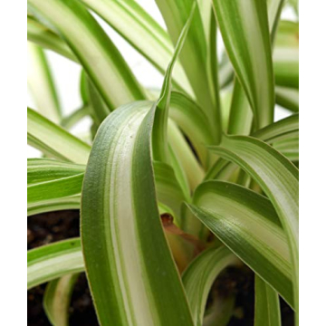 Live Indoor/Outdoor House Plants Collection – Air Purifying 3-Pack