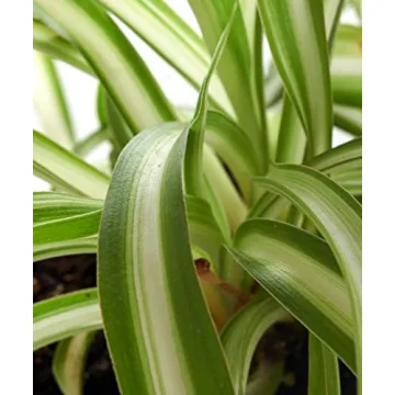 Live Indoor/Outdoor House Plants Collection – Air Purifying 3-Pack