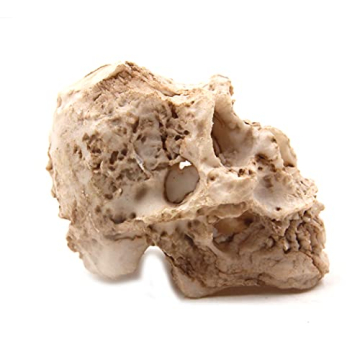 Shop Driak Decorative Skull Ornaments for Aquariums