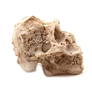 Shop Driak Decorative Skull Ornaments for Aquariums