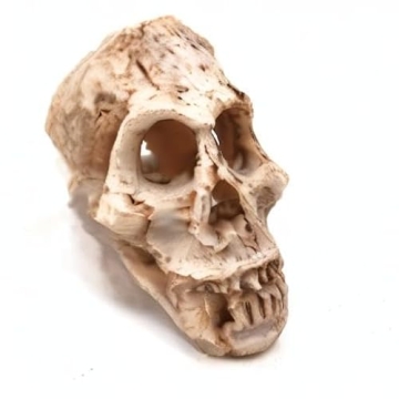 Shop Driak Decorative Skull Ornaments for Aquariums