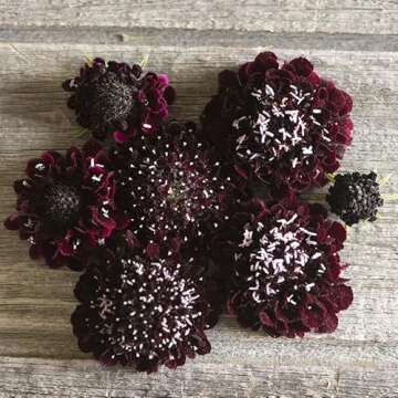 Gardening Treasures: 30 Scabiosa Black Knight Seeds - Unleash Your Inner Gardener