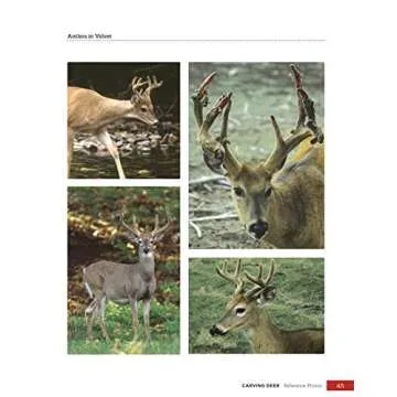 Carving Deer: Patterns and Reference for Realistic Woodcarving (Fox Chapel Publishing) Guide to Eyes, Noses, Ears, Feet, Texture, Color, Tools, and More, with a Step-by-Step Buck Practice Project