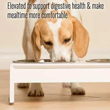 PetFusion Bamboo Elevated Dog & Cat Bowls | Raised Feeders Water Resistant Seal (Short 4"; Tall 8”) | US Food Grade Stainless Steel Dog & Cat Bowls: White