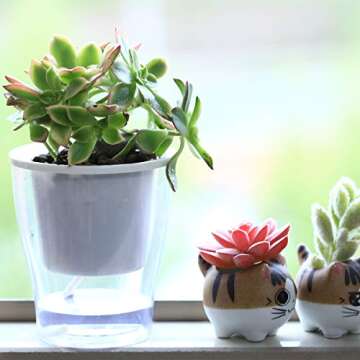 5-Pack Clear Self-Watering Pots for Easy Plant Care