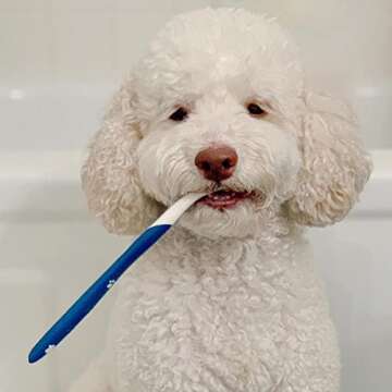 Nylabone Advanced Oral Care Dog Dental Kit Original Flavor 2.5 oz.