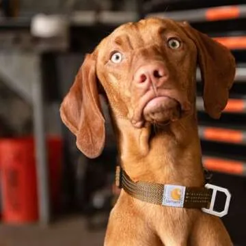 Durable Carhartt Dog Collar with Reflective Stitching