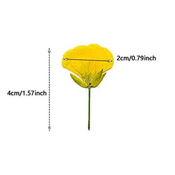 Cayway 80 PCS Natural Dried Pressed Flowers for Crafts